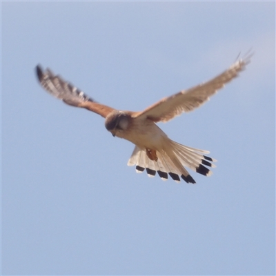 Falco cenchroides (Nankeen Kestrel) at Bungonia, NSW - 1 Oct 2024 by MatthewFrawley