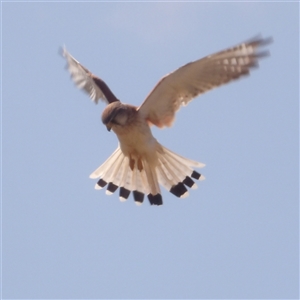 Falco cenchroides at Bungonia, NSW - 1 Oct 2024 10:40 AM