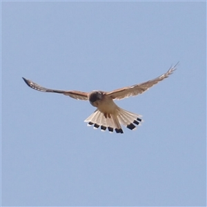 Falco cenchroides at Bungonia, NSW - 1 Oct 2024 10:40 AM