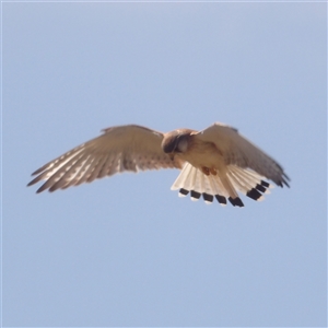 Falco cenchroides at Bungonia, NSW - 1 Oct 2024 10:40 AM