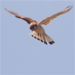 Falco cenchroides at Bungonia, NSW - 1 Oct 2024 10:40 AM