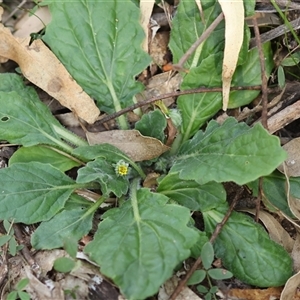 Cymbonotus sp. (preissianus or lawsonianus) at Mongarlowe, NSW - suppressed