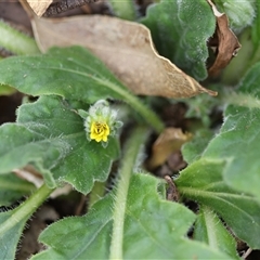 Cymbonotus sp. (preissianus or lawsonianus) at Mongarlowe, NSW - suppressed