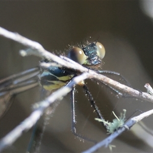 Austroargiolestes icteromelas at Mongarlowe, NSW - 1 Oct 2024