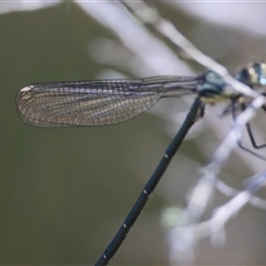 Austroargiolestes icteromelas at Mongarlowe, NSW - 1 Oct 2024