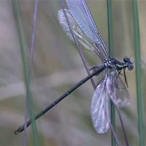 Austroargiolestes icteromelas at Mongarlowe, NSW - 1 Oct 2024