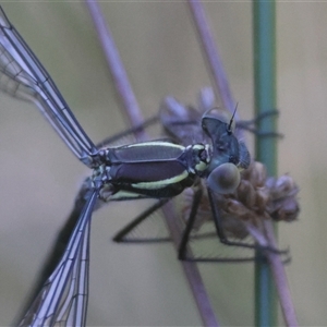 Austroargiolestes icteromelas at Mongarlowe, NSW - 1 Oct 2024