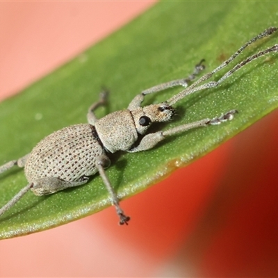 Merimnetes oblongus (Radiata pine shoot weevil) at Mongarlowe, NSW - 1 Oct 2024 by LisaH