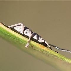 Merimnetes oblongus at Mongarlowe, NSW - 1 Oct 2024