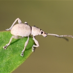 Merimnetes oblongus at Mongarlowe, NSW - 1 Oct 2024