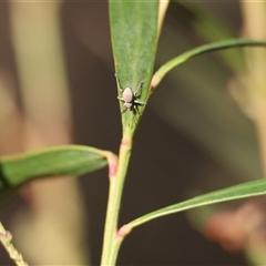 Merimnetes oblongus at Mongarlowe, NSW - 1 Oct 2024