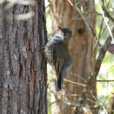 Cormobates leucophaea (White-throated Treecreeper) at Bungonia, NSW - 1 Oct 2024 by MatthewFrawley