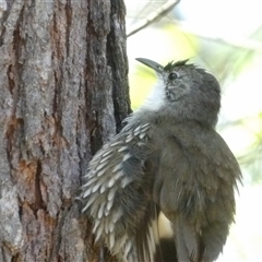 Cormobates leucophaea at Bungonia, NSW - 1 Oct 2024