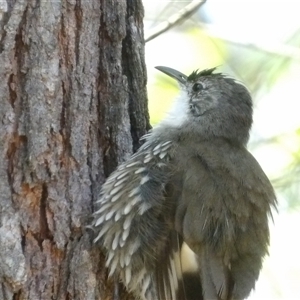 Cormobates leucophaea at Bungonia, NSW - 1 Oct 2024 12:26 PM