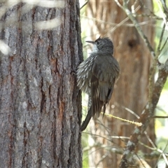 Cormobates leucophaea at Bungonia, NSW - 1 Oct 2024