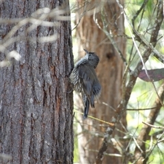 Cormobates leucophaea at Bungonia, NSW - 1 Oct 2024 12:26 PM