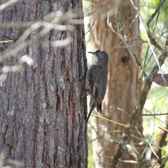 Cormobates leucophaea at Bungonia, NSW - 1 Oct 2024 12:26 PM