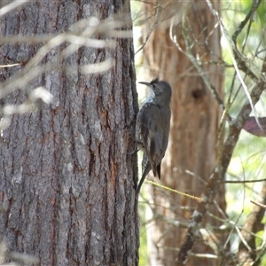 Cormobates leucophaea at Bungonia, NSW - 1 Oct 2024