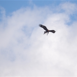 Aquila audax at Bungonia, NSW - 1 Oct 2024