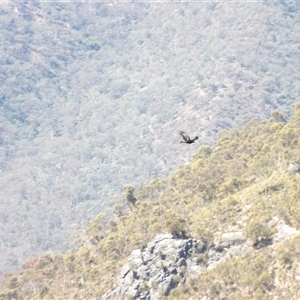 Aquila audax at Bungonia, NSW - 1 Oct 2024