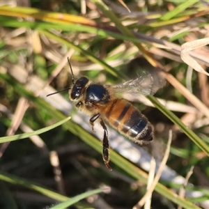 Apis mellifera at Mongarlowe, NSW - suppressed