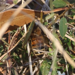 Apis mellifera at Mongarlowe, NSW - 1 Oct 2024