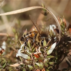 Apis mellifera at Mongarlowe, NSW - 1 Oct 2024