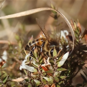 Apis mellifera at Mongarlowe, NSW - suppressed