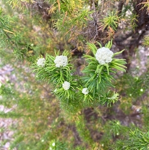 Cassinia aculeata subsp. aculeata at Garran, ACT - 30 Sep 2024