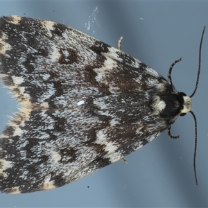 Halone coryphoea at Ainslie, ACT - 25 Sep 2024