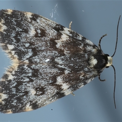 Halone coryphoea (Eastern Halone moth) at Ainslie, ACT - 25 Sep 2024 by jb2602