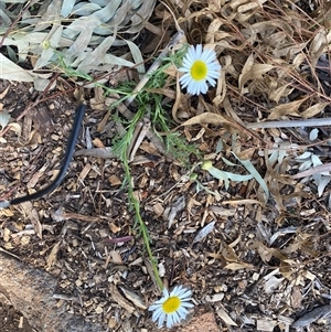 Brachyscome sp. at Garran, ACT - 1 Oct 2024