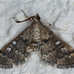 Nacoleia rhoeoalis (A Crambid moth (Spilomelinae) at Ainslie, ACT - 24 Sep 2024 by jb2602