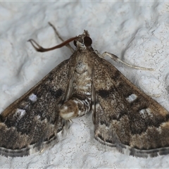 Nacoleia rhoeoalis (Spilomelinae) at Ainslie, ACT - 23 Sep 2024 by jb2602