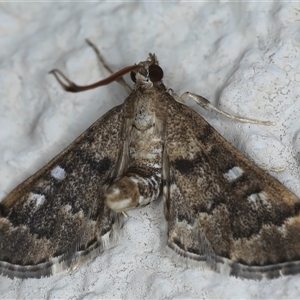 Nacoleia rhoeoalis at Ainslie, ACT - 24 Sep 2024