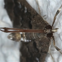 Nacoleia rhoeoalis at Ainslie, ACT - 24 Sep 2024