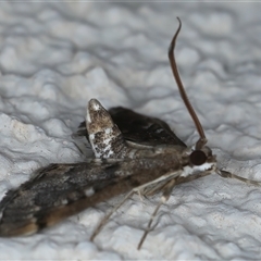 Nacoleia rhoeoalis at Ainslie, ACT - 24 Sep 2024