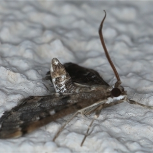 Nacoleia rhoeoalis at Ainslie, ACT - 24 Sep 2024