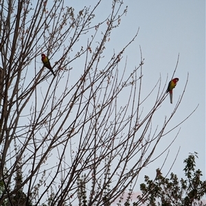 Platycercus eximius at Watson, ACT - 1 Oct 2024