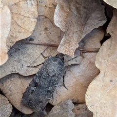 Agrotis infusa (Bogong Moth, Common Cutworm) at Watson, ACT - 29 Sep 2024 by AniseStar