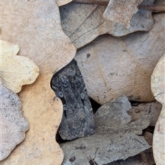 Agrotis infusa at Watson, ACT - 30 Sep 2024