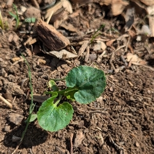 Viola odorata at Watson, ACT - 29 Sep 2024 09:30 AM