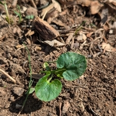 Viola odorata at Watson, ACT - 29 Sep 2024