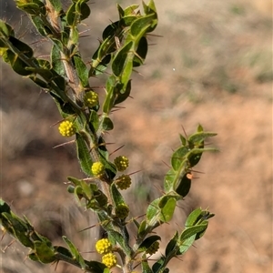 Acacia paradoxa at Watson, ACT - 10 Sep 2024