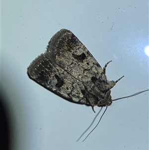 Thoracolopha (genus) at Denman Prospect, ACT - 1 Oct 2024 09:20 PM