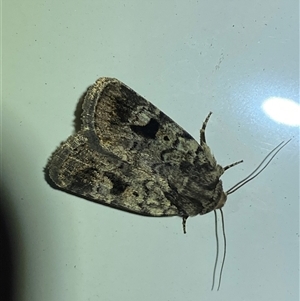 Thoracolopha (genus) at Denman Prospect, ACT - 1 Oct 2024 09:20 PM