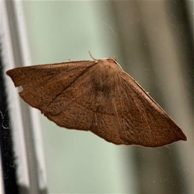 Idiodes apicata (Bracken Moth) at Surf Beach, NSW - 1 Oct 2024 by Hejor1