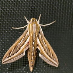 Hippotion celerio (Vine Hawk Moth) at Surf Beach, NSW - 1 Oct 2024 by Hejor1