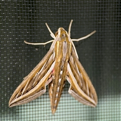 Hippotion celerio at Surf Beach, NSW - 1 Oct 2024 10:19 PM