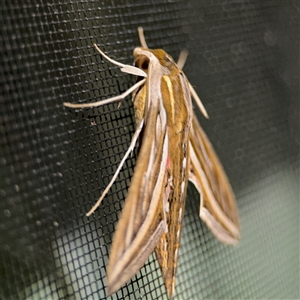 Hippotion celerio at Surf Beach, NSW - 1 Oct 2024 10:19 PM